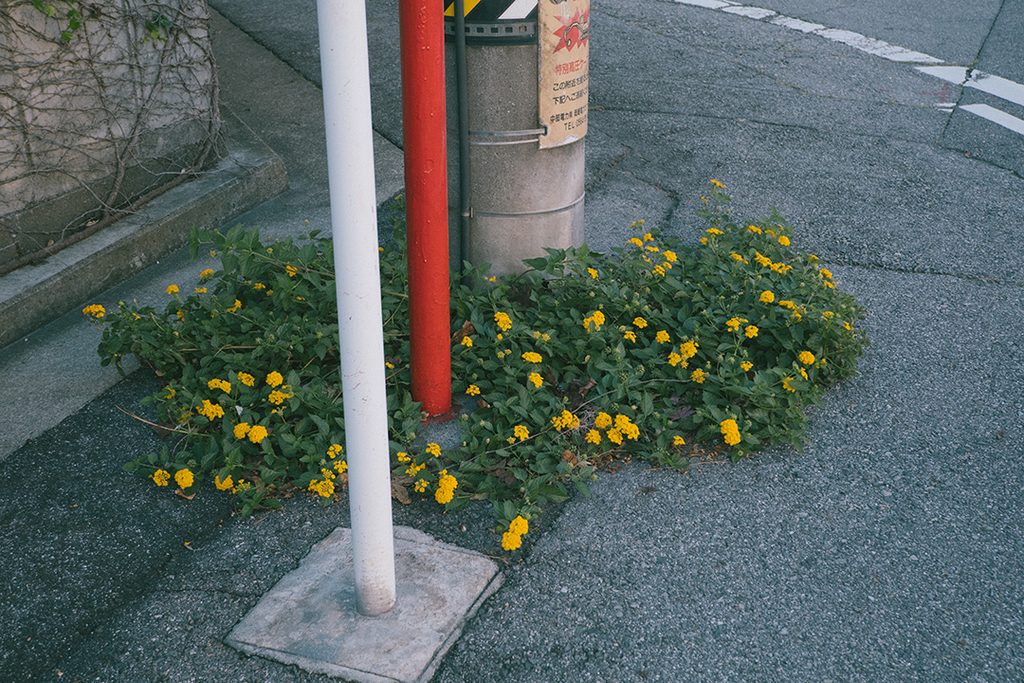 雑草 愛知 岡崎 まち歩き